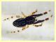 piccolo Araneae 1,2 mm. - Anzio 9.7.2024 - (1).JPG