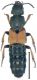 chalcocephalus.jpg