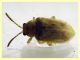 Monoxia obesula 3 mm. - Marechiaro 30.7.2024 - (1).JPG