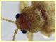 Monoxia obesula 3 mm. - Marechiaro 30.7.2024 - (2).JPG