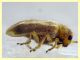 Monoxia obesula 3 mm. - Marechiaro 30.7.2024 - (4).JPG