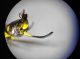Antennomeri.jpg