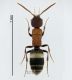 Mutillidae 1 Tichka.jpg
