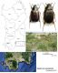 Elaphocera emarginata (Gyllenhal 1817) (2).JPG