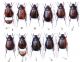 Elaphocera dilatata ERICHSON, 1840.JPG