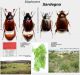 Elaphocera.JPG