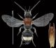 Mutillidae 11 Tichka.jpg