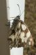 P1110122 - Copia.JPG
