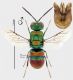 Chrysis semicincta tricolor maschio rid.jpg