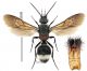 Mutillidae 15 Tichka.jpg