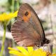 erebia 2.jpg