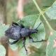 curculio.jpg