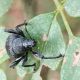 curculio 2.jpg