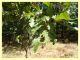 prob. galle Janetia cerris e pianta ospite - Padiglione - 20.8.2024 - (4).JPG