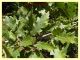 prob. galle Janetia cerris e pianta ospite - Padiglione - 20.8.2024 - (5).JPG