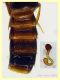 Thamiaraea hospita 5 mm. - Padiglione - 20.8.2024 - (3).JPG