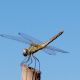 libellula 2.jpg