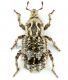 Entomoderus 1 rid.jpg