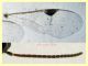 prob. Braconidae 2 mm. - 6.9.2024 - (47).JPG