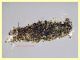 astuccio Tineidae 5 mm. - 10.8.2024 - (5).JPG
