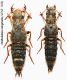 Ontholestes marginalis (GENE, 1836).JPG
