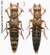 Ontholestes marginalis (GENE, 1836).JPG
