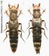 Ontholestes marginalis (GENE, 1836).JPG