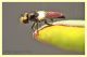 Hybotidae.JPG