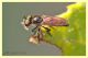 Hybotidae (1).JPG