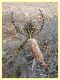 Argiope lobata appena sopra via punta incenso - Ponza - 11.9 (2).JPG