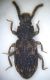 Anthribidae-small.jpg