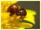 Olibrus sp. Phalacridae - v. punta incenso - Ponza LT 11.9.2024 - (3).JPG