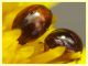 Olibrus sp. Phalacridae - v. punta incenso - Ponza LT 11.9.2024 - (8).jpg