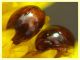 Olibrus sp. Phalacridae - v. punta incenso - Ponza LT 11.9.2024 - (5).jpg