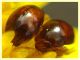 Olibrus sp. Phalacridae - v. punta incenso - Ponza LT 11.9.2024 - (7).jpg