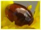 Olibrus sp. Phalacridae - v. punta incenso - Ponza LT 11.9.2024 - (6).JPG
