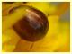Olibrus sp. Phalacridae - v. punta incenso - Ponza LT 11.9.2024 - (4).JPG
