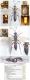 Ichneumon computatorius Gynandromorph - Clé + images - Image.jpg