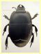 Pactolinus major 12 mm senza fauci - Ponza sp 134 - 11.9.2024 - (25).JPG