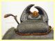 Pactolinus major 12 mm senza fauci - Ponza sp 134 - 11.9.2024 - (47).JPG