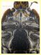 Pactolinus major 12 mm senza fauci - Ponza sp 134 - 11.9.2024 - (10).JPG