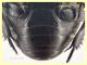 Pactolinus major 12 mm senza fauci - Ponza sp 134 - 11.9.2024 - (14).JPG