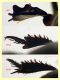 Pactolinus major 12 mm senza fauci - Ponza sp 134 - 11.9.2024 - (73).JPG