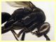 Pompilidae 9 mm. - sp. 134 - Ponza 11.9.2024 - (45).JPG
