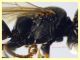 5 mm. piattino giallo (28).JPG
