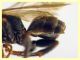 5 mm. piattino giallo (18).JPG