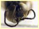 5 mm. piattino giallo (36).JPG