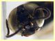 5 mm. piattino giallo (46).JPG