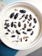 coleotteri piena canale.png