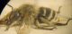 Zebramegilla 1 M 3 A.JPG